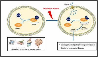 The role of Cdk5 in neurological disorders